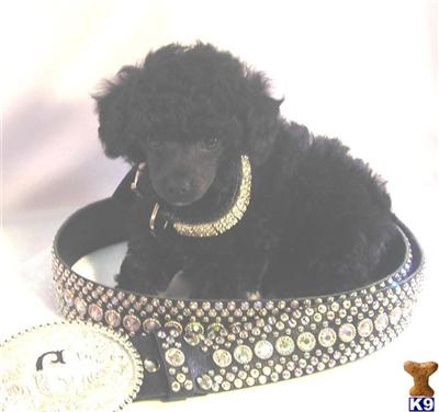 Poodle Puppies in TX