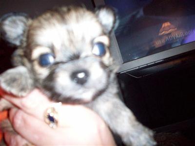 Chihuahua Puppies in FL