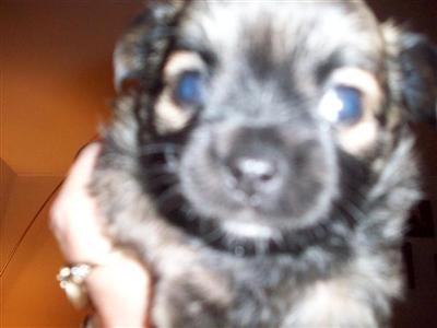 Chihuahua Puppies in FL