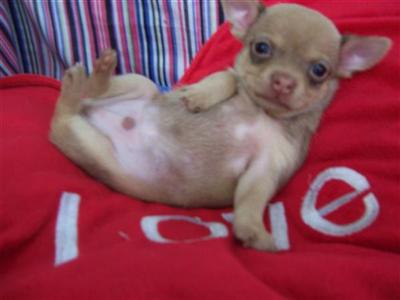 Chihuahua Puppies in FL