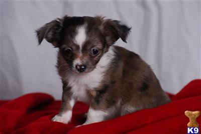 Chihuahua Puppies in FL