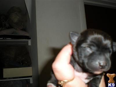 Chihuahua Puppies in FL