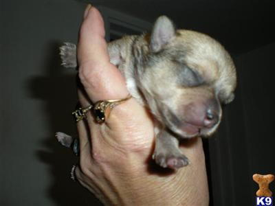 Chihuahua Puppies in FL