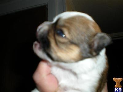 Chihuahua Puppies in FL