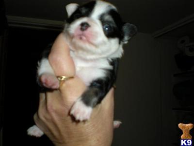 Chihuahua Puppies in FL