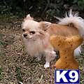 Stud Dogs - Chihuahua