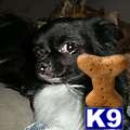 Stud Dogs - Chihuahua