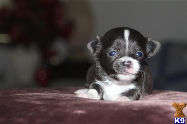Puppies in Tampa