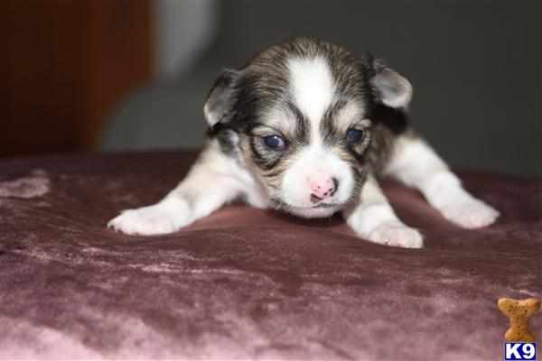 Puppies in Tampa