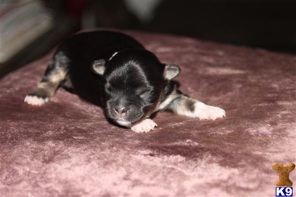 Puppies in Tampa
