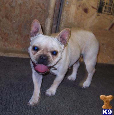 Dogs for Sale in MO
