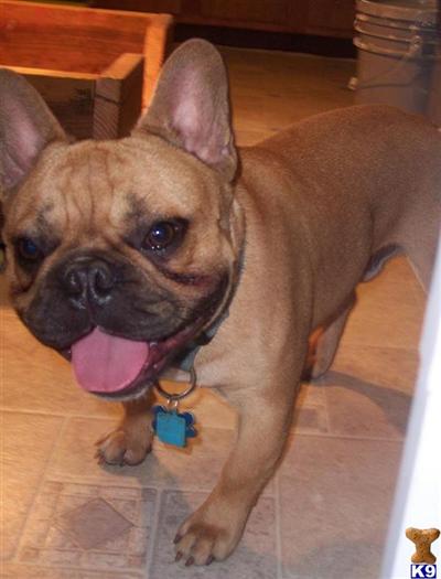 Stud Dogs - French Bulldog