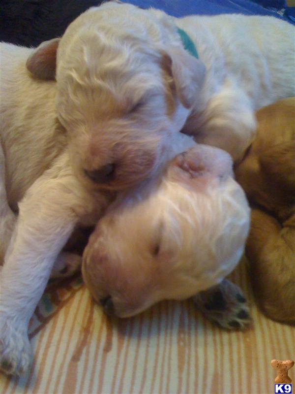 Puppies in ME
