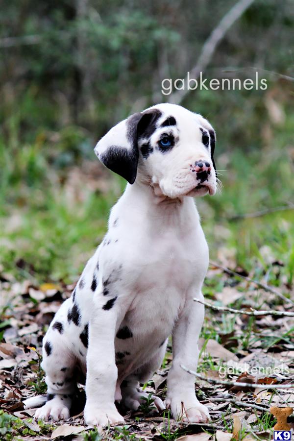 Puppies in Conroe