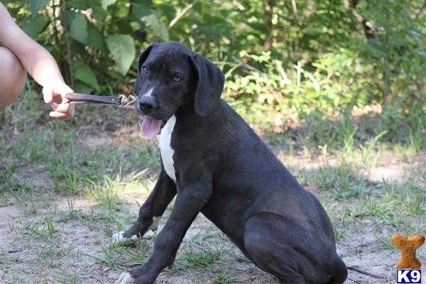 Puppies in Conroe