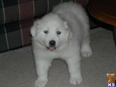 Great Pyrenees Puppies for Sale