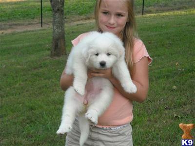 Puppies in TN