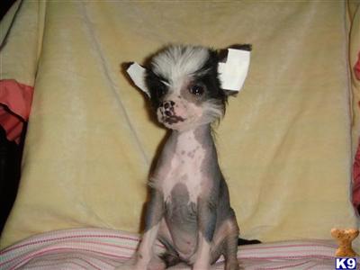 Chinese Crested Puppies for Sale