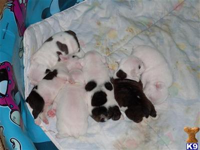 English Bulldog Puppies in OH