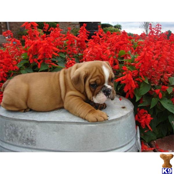 Bulldog Puppies