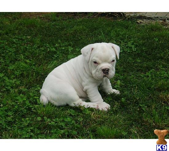 Puppies in Manhattan