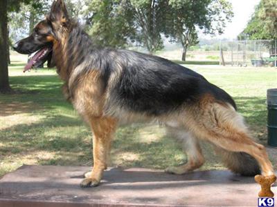 Stud Dogs - German Shepherd