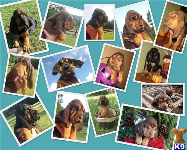 Puppies in Starkville