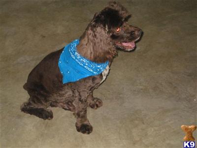 Stud Dog