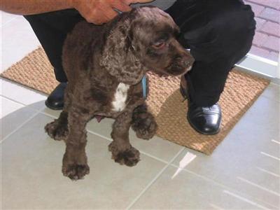 Stud Dogs - Cocker Spaniel