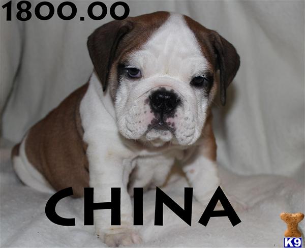 Bulldog Puppies