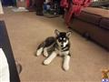 Alaskan Malamute