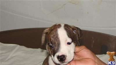Puppies in Columbus