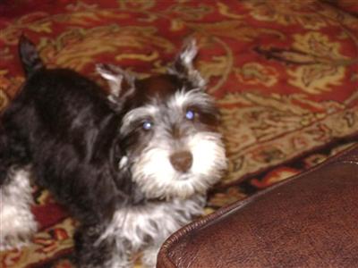 Miniature Schnauzer Puppies in FL