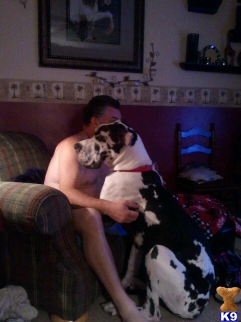 Great Dane Puppies