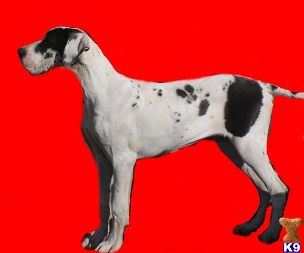 Great Dane Puppies