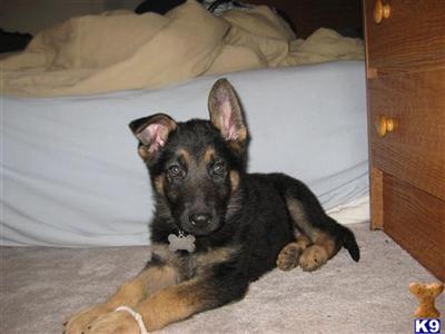 Puppies in Saint louis