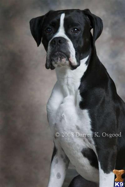 Stud Dogs in SC