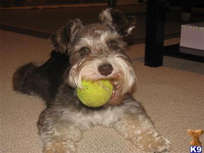 Stud Dogs - Miniature Schnauzer
