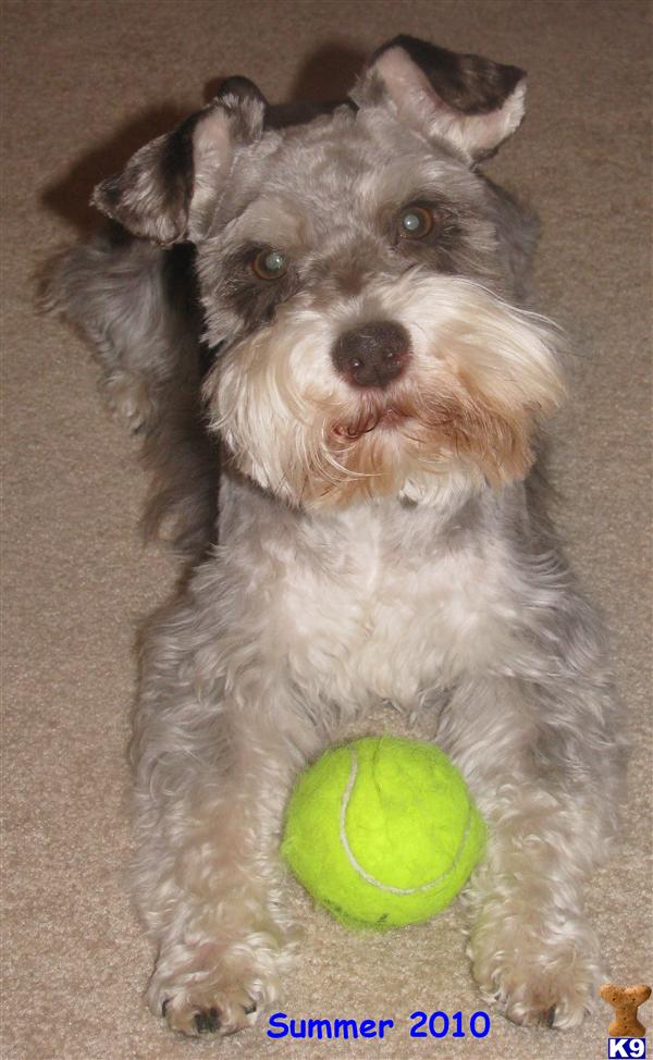 Stud Dogs - Miniature Schnauzer