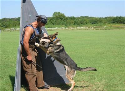 German Shepherd Puppies in TX