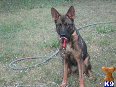 Dogs for Sale in TX