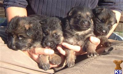 German Shepherd Puppies in TX