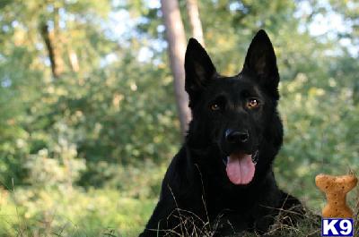 German Shepherd Puppies in TX