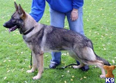 German Shepherd Puppies in TX