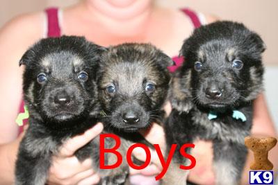 German Shepherd Puppies in TX