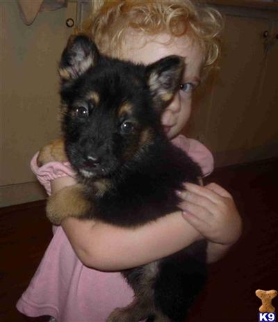 Puppies in MS