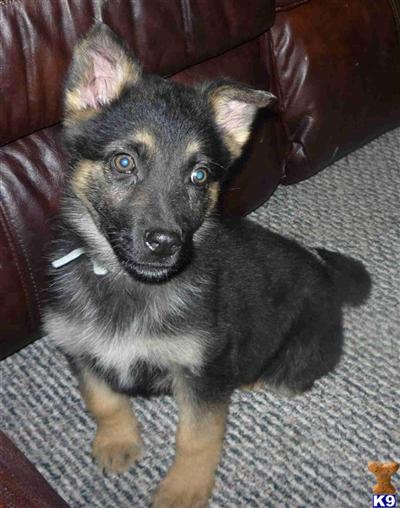 Puppies in MS