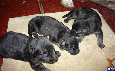 Puppies in MS