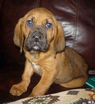 Bloodhound Puppies for Sale