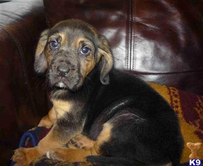 Bloodhound Puppies for Sale